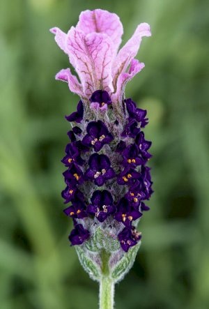 Лаванда широколистная Castilliano Lilac